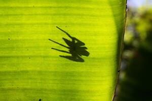 Spider shadows on banana leaves photo