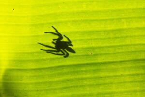 Spider shadows on banana leaves photo