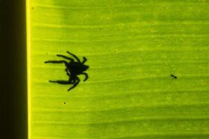 Spider shadows on banana leaves photo