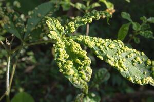 leaf nodules affected by pests photo
