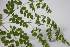 isolated moringa leaves photo