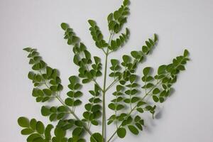 isolated moringa leaves photo