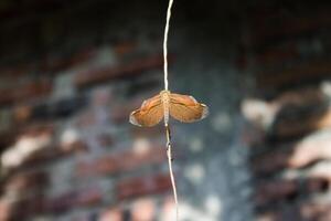 a yellow dragonfly on a branch photo
