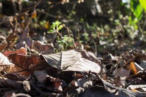 dry leaf litter photo