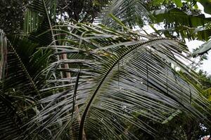 coconut tree leaf stalk photo