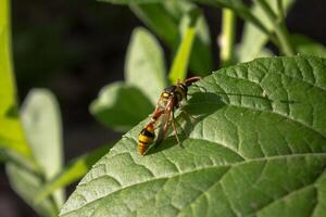 yellow striped wasps on the leaves photo