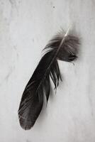 a black chicken feather photo