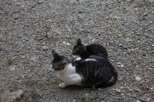 black and white striped cat photo