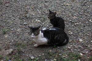 black and white striped cat photo
