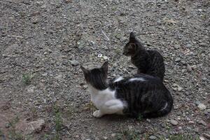 black and white striped cat photo