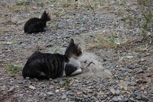 black and white striped cat photo