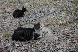 black and white striped cat photo