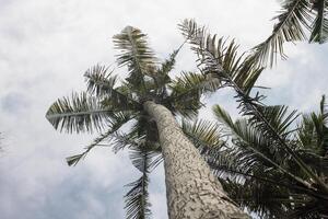 coconut tree seen from below photo