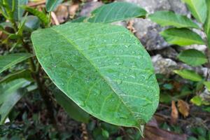 dew on leaves photo