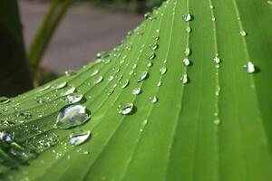 dew on banana leaves photo
