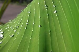 dew on banana leaves photo