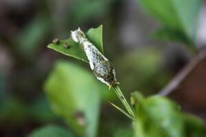 citrus leaf caterpillar photo