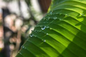 dew on banana leaves photo