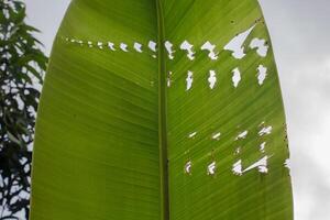 banana leaf texture damaged with symmetrical holes photo