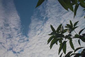 white clouds in the sky photo