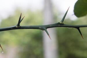 orange tree thorns photo