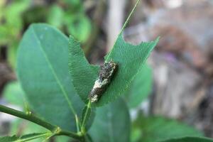 citrus leaf caterpillar photo