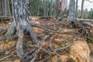 Tree roots exposed from erosion photo