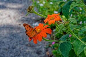 Gulf fritillary butterfly on a zinnia flower photo