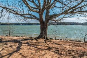 Large tree at the beach photo