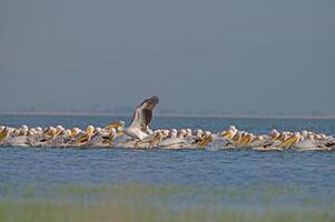 Great White Pelican, Pelecanus onocrotalus, swimming in groups in Lake Manyas, Turkey. photo