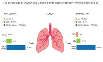 The percentage of Oxygen and Carbon dioxide gases present in Inheld and Exhaled air during respiration vector