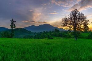 A tree stands in the middle of a green field with mountains in the background photo