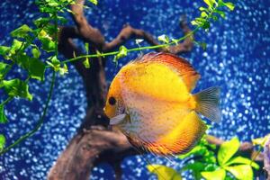 Yellow tropical fish Symphysodon discus in the aquarium, oceanarium pool photo