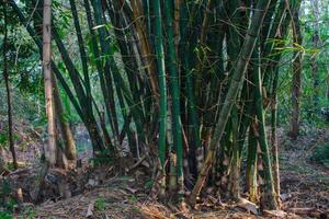 bamboo grove in the yard photo