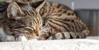 Peaceful Cat Sleeping on Sunlit Surface, Soft Fur and Tranquil Expression, Relaxation and Comfort in Feline Rest, Serene Moment Concept photo