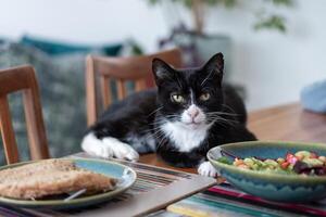 Relaxed Tuxedo Cat Lounging on Dining Table with Salad, Bread, Selective Focus, Home Interior Concept photo