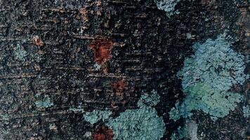 Tree Bark Texture photo