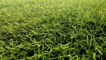 Close Up of Lush Green Grass photo