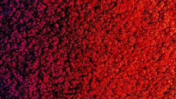 Red Gradient Carpet texture photo