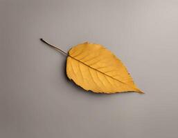 Bottom view of golden yellow leaf, autumn concept on gray background photo