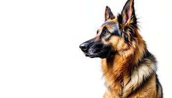 Realistic image of German Shepherd photo
