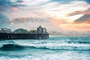 Murmuration around Brighton pier winter time as Starling bird return, East Sussex, UK photo