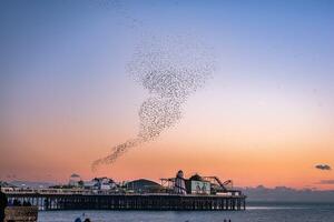 Murmuration around Brighton pier winter time as Starling bird return, East Sussex, UK photo