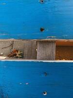 Closeup of vibrant blue painted wooden surface with visible screws and small gap revealing darker piece of wood underneath. Texture of wood. Rustic, handcrafted vibes photo