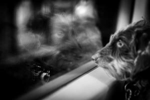Dog looking in a window on a train, reflection in the glass photo