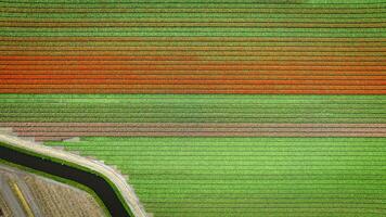 Aerial view of Holland colorful tulip fields, Netherlands photo