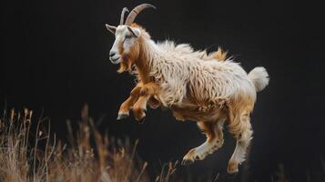 a goat is jumping in the air with it's front legs up photo