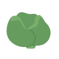 Fresh green cabbage. Hand drawn nourishment vegetables. Healthy diet food vector