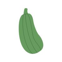 Green zucchini. Hand drawn vegetable. Healthy diet food. Courgette vector