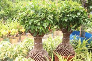 Ficus microcarpa tree plant on farm photo